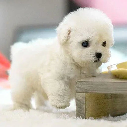 🐶🌭Nicco - My Realistic Robot Puppy