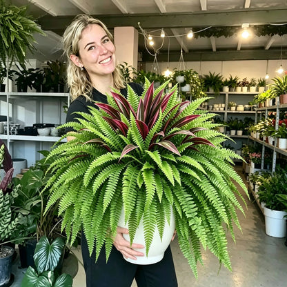 ⏰Summer Limited Stock 60% OFF🔥UV-Resistant Artificial Fern & Red Dracaena Decorative Plants – Full, Lush & Fade-Resistant!