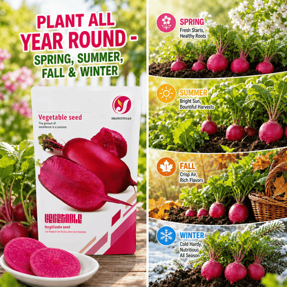 ☀️🌱Pineapple Radish Seeds, Red Skin Red Flesh Sweet Crispy Fruit Radish Seeds