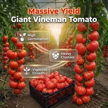 🔥HOT SALE🔥🍅Giant Vineman Tomato