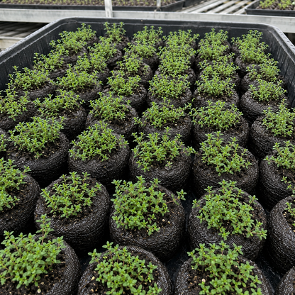 🌸Creeping Thyme Seeds, Multi-Color Ground Cover Flower Seeds🌸