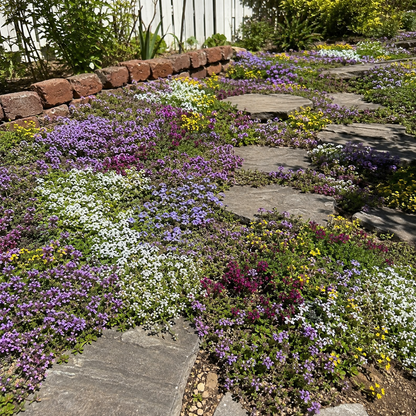 🌸Creeping Thyme Seeds, Multi-Color Ground Cover Flower Seeds🌸