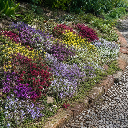 🌸Creeping Thyme Seeds, Multi-Color Ground Cover Flower Seeds🌸