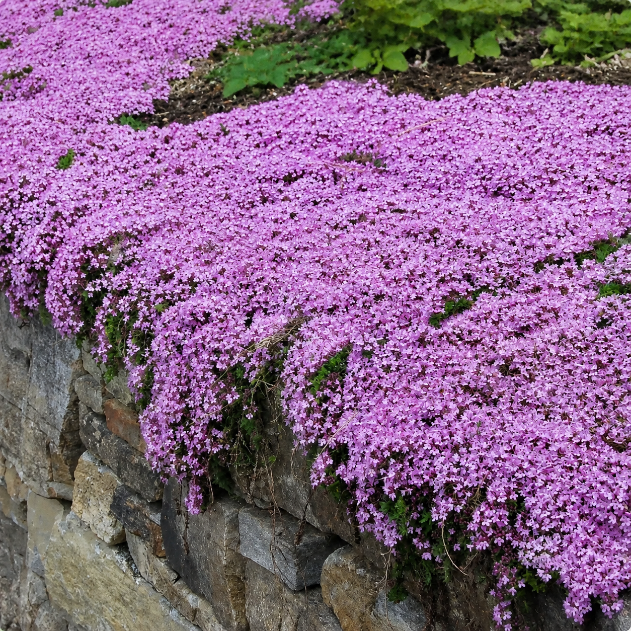 🌸Creeping Thyme Seeds, Multi-Color Ground Cover Flower Seeds🌸