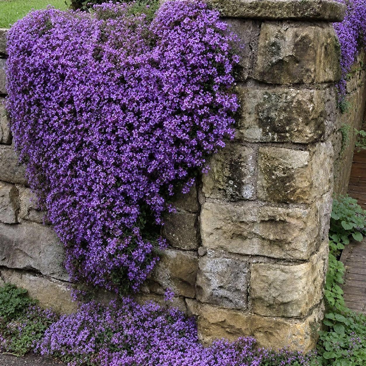 🌸Creeping Thyme Seeds, Multi-Color Ground Cover Flower Seeds🌸
