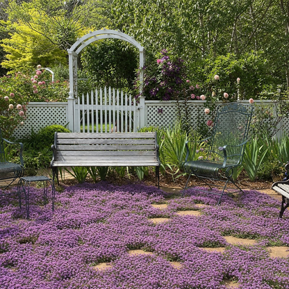 🌸Creeping Thyme Seeds, Multi-Color Ground Cover Flower Seeds🌸
