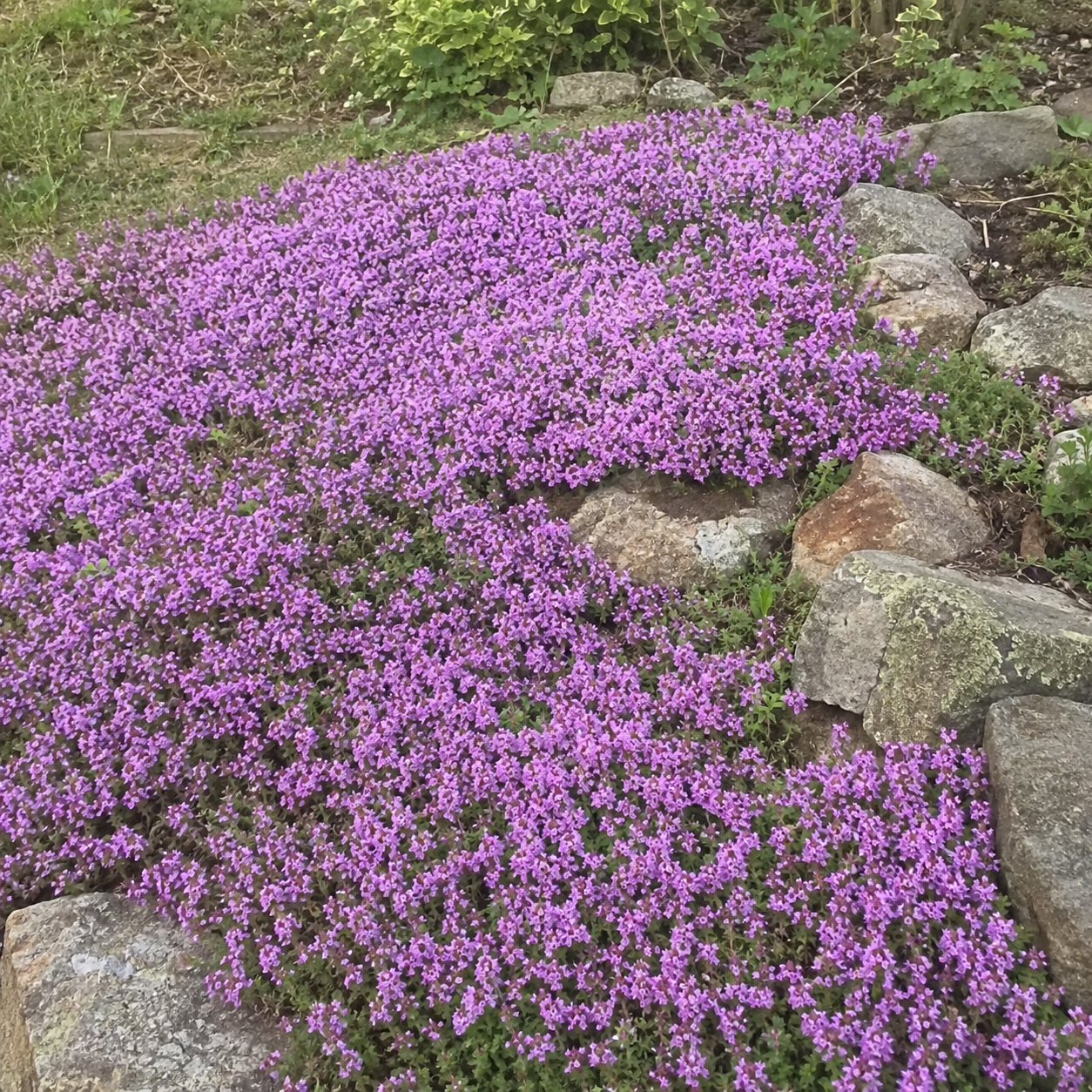 🌸Creeping Thyme Seeds, Multi-Color Ground Cover Flower Seeds🌸