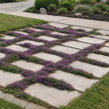 🌸Creeping Thyme Seeds, Multi-Color Ground Cover Flower Seeds🌸