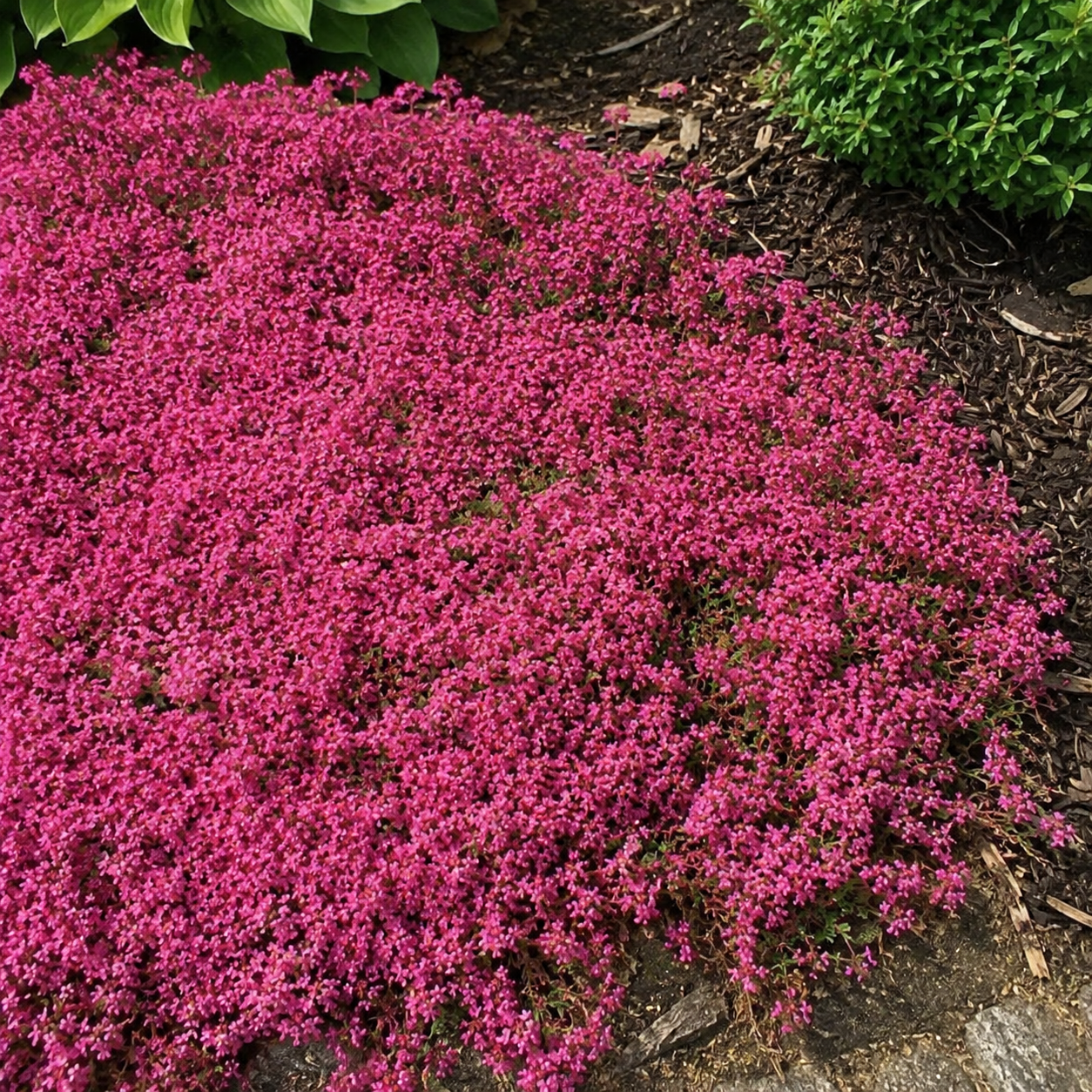 🌸Creeping Thyme Seeds, Multi-Color Ground Cover Flower Seeds🌸