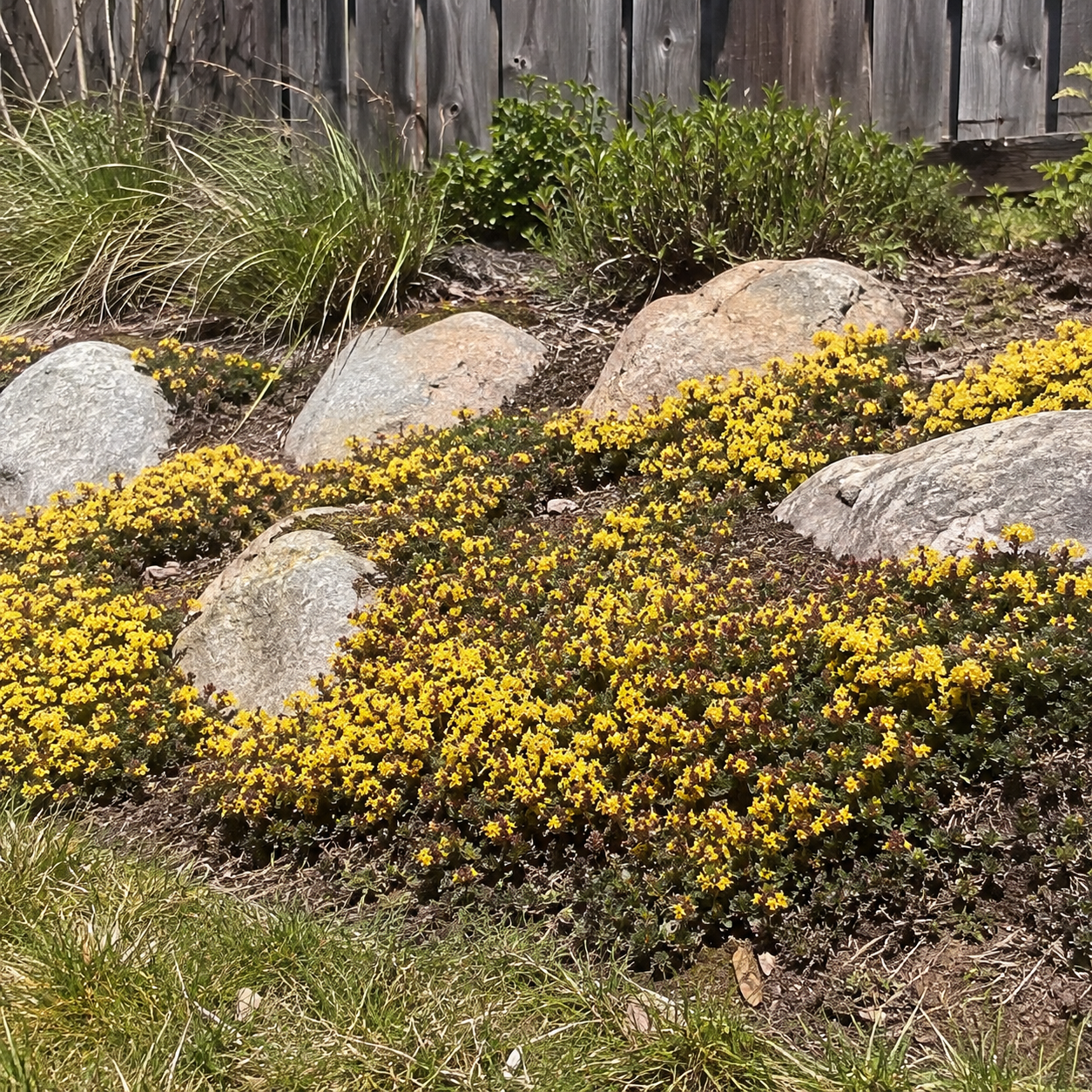 🌸Creeping Thyme Seeds, Multi-Color Ground Cover Flower Seeds🌸